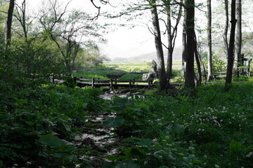 Obraz premium nature of forests with flowers and plants in Japanese alps, Hakuba Japan
