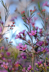 Pink flowers of an Australian native Geraldton Wax cultivar, CWA Pink, Chamelaucium uncinatum, family Myrtaceae, endemic to Western Australia. Winter and spring flowering.