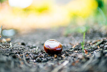 Chestnuts and pinecones. Autumnal composition. Soft change of focus.