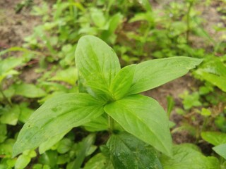 mint leaves in the garden