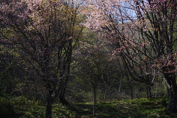 Obraz premium Sakura in the mountain with the lake in Japan