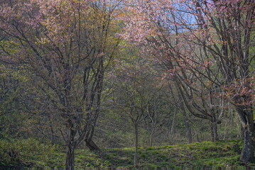 Obraz premium Sakura in the mountain with the lake in Japan
