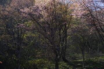 Obraz premium Sakura in the mountain with the lake in Japan