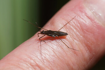 Common pond skater or common water strider (Gerris lacustris) of the family Gerridae on a finger. Brachypterous. In spring in a Dutch garden.