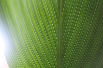 green leaf texture