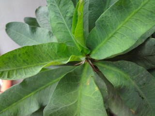 Green leaf