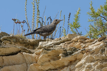 Juvenile Blue Rock Thrush (Monticola solitarius) resting on a rock