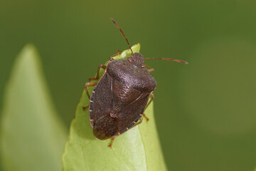 Green shield bug (Palomena prasina) of the family Pentatomidae in its brown winter colours on a leaf of Japanese spindle (Euonymus japonicus) in Dutch garden. March, Netherlands.
