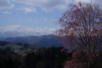 Blooming sakura cherry trees in front of Japanese Alps, Hakuba, Japan