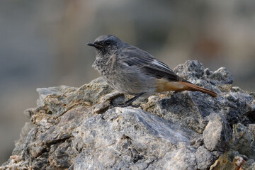 Male Black Redstart (Phoenicurus ochruros) resting on a reck