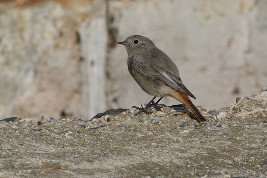 Female Black Redstart (Phoenicurus ochruros) resting on a reck