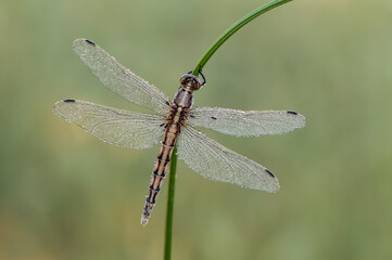 In the early morning, the dragonfly on a blade of grass dries its wings from dew under the first rays of the sun before flight