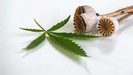 Close-up of a poppy composition.
A beautiful, textured look of dry poppy.Poppy seed boxes.Hemp leaves with dead poppy.