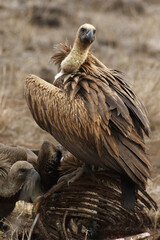 The white-backed vulture (Gyps africanus) sitting on the remains of prey
