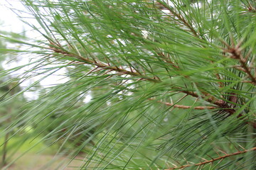 pine tree branches