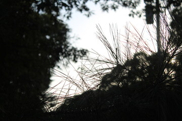 Pines on a dark sky