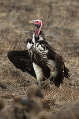 Fototapeta premium The lappet-faced vulture or Nubian vulture (Torgos tracheliotos) running the carcass on dry brown ground