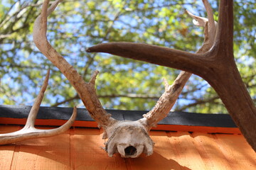 Antlers on building