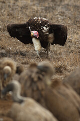 The lappet-faced vulture or Nubian vulture (Torgos tracheliotos). Great sup hurrying to the...