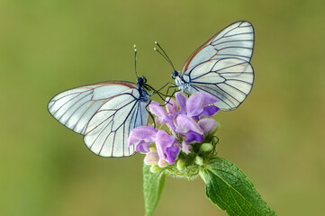 Two butterflies Aporia crataegi on a field flower in the early morning waiting for the first rays...