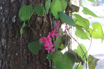lilac flowers on tree