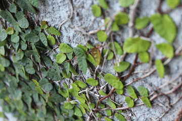 Ivy growing up a wall