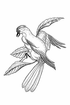illustration oiseau