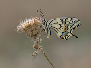 Fototapeta na wymiar Wonderful butterfly Papilio machaon spread its wings on a summer day basking in the dry grass