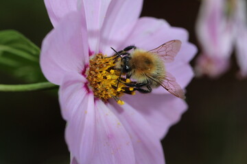 Ackerhummel - Bombus pascuorum an einer Blüte