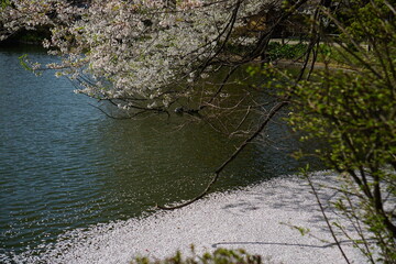 Full bloom Sakura - Cherry Blossom at Garyu park, Nagano in Japan