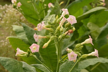 Tobacco (Nicotiana) plant: a flowering crop of tobacco growing .Tobacco Plant Blossom.
