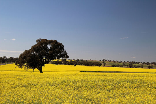 Canola Crop in Bloom in a Field Near Merriwa New South Wales Australia