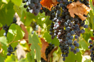 Horizontal View of Colored White and Red Grapes Plantation on Blurred Background