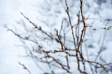 Beautiful view of mountains in the Hamar Daban area. Winter panorama.Spring in the mountains of Khamar-Daban, Eastern Siberia, Irkutsk region. 