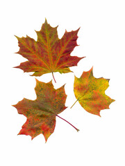 Autumn red, yellow, green maple leaves. Isolated on white background.