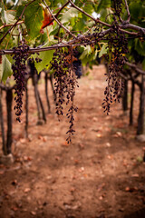 Vertical View of Colored Grapes Plantation on Blurred Background
