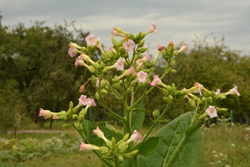 Tobacco (Nicotiana) plant: a flowering crop of tobacco growing .Tobacco Plant Blossom.