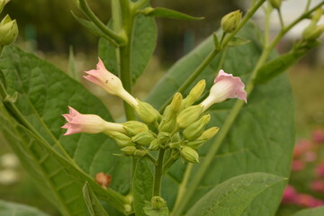 Tobacco (Nicotiana) plant: a flowering crop of tobacco growing .Tobacco Plant Blossom.