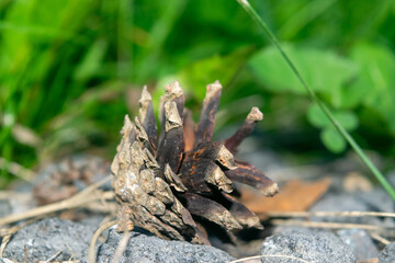 An old dried pine cone that fell from a pine tree lies on the ground against a background of green grass. Close up.