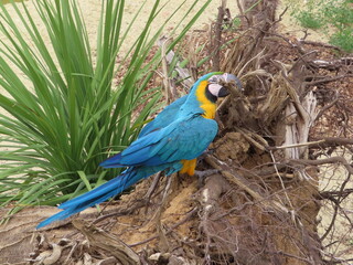 Un perroquet bleu dans un arbre