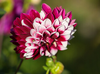 Rebecca's world Dahlia.
 The dark purple base and white tips contrast effectively with each other.