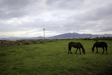 Fototapeta na wymiar Horses graze an Irish field in summer along the Wild Atlantic Way
