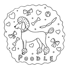 Cute poodle dog dreams