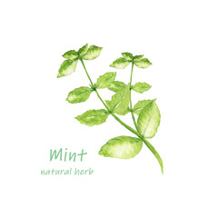 ミント水彩画 © 時々雨