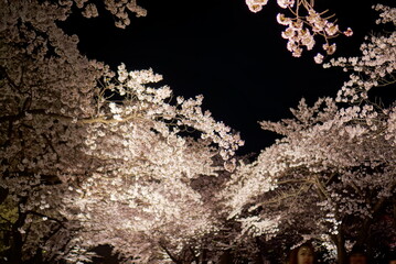 Scenic view of Illumination of Takada Castle Ruins Park in Sakura Spring Season, Joetsu, Niigate