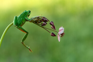 Little green frog Hyla arborea sits on a flower  by the lake  a summer morning