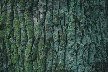 Blue-green texture. Tree bark with moss. Beautiful natural wallpaper.