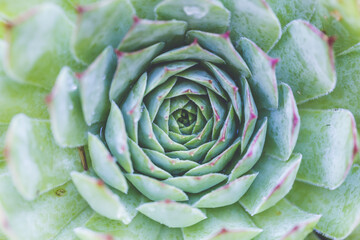 Obraz premium Succulent plant. background nature. Natural background Cactus succulent plant