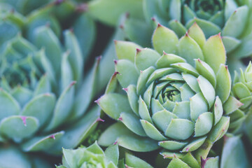 Fototapeta premium Succulent plant. background nature. Natural background Cactus succulent plant