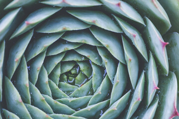 Succulent plant. background nature. Natural background Cactus succulent plant